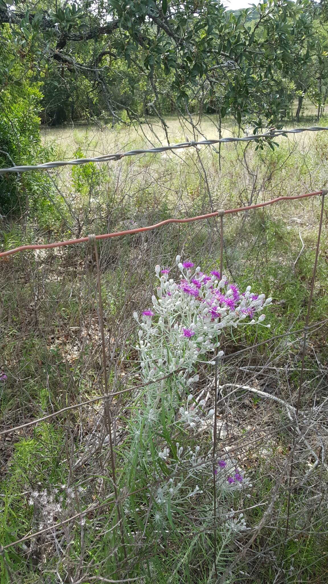 Image of woolly ironweed