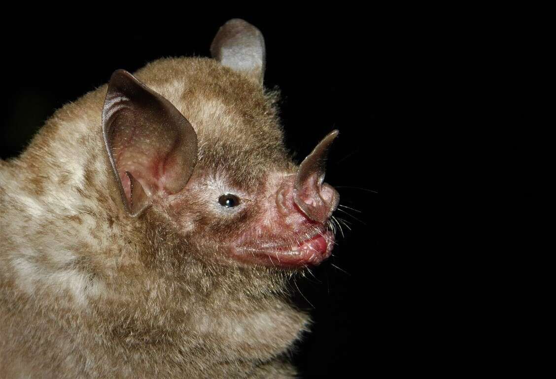 Image of gray short-tailed bat