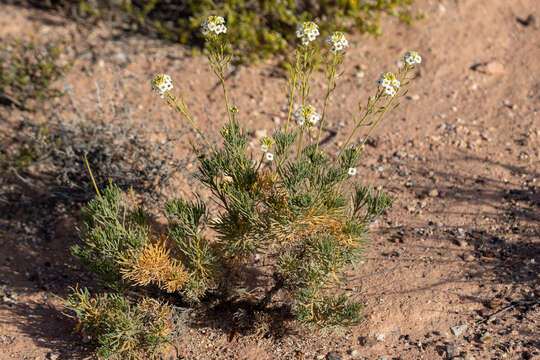 Image de Arabidella glaucescens E. A. Shaw