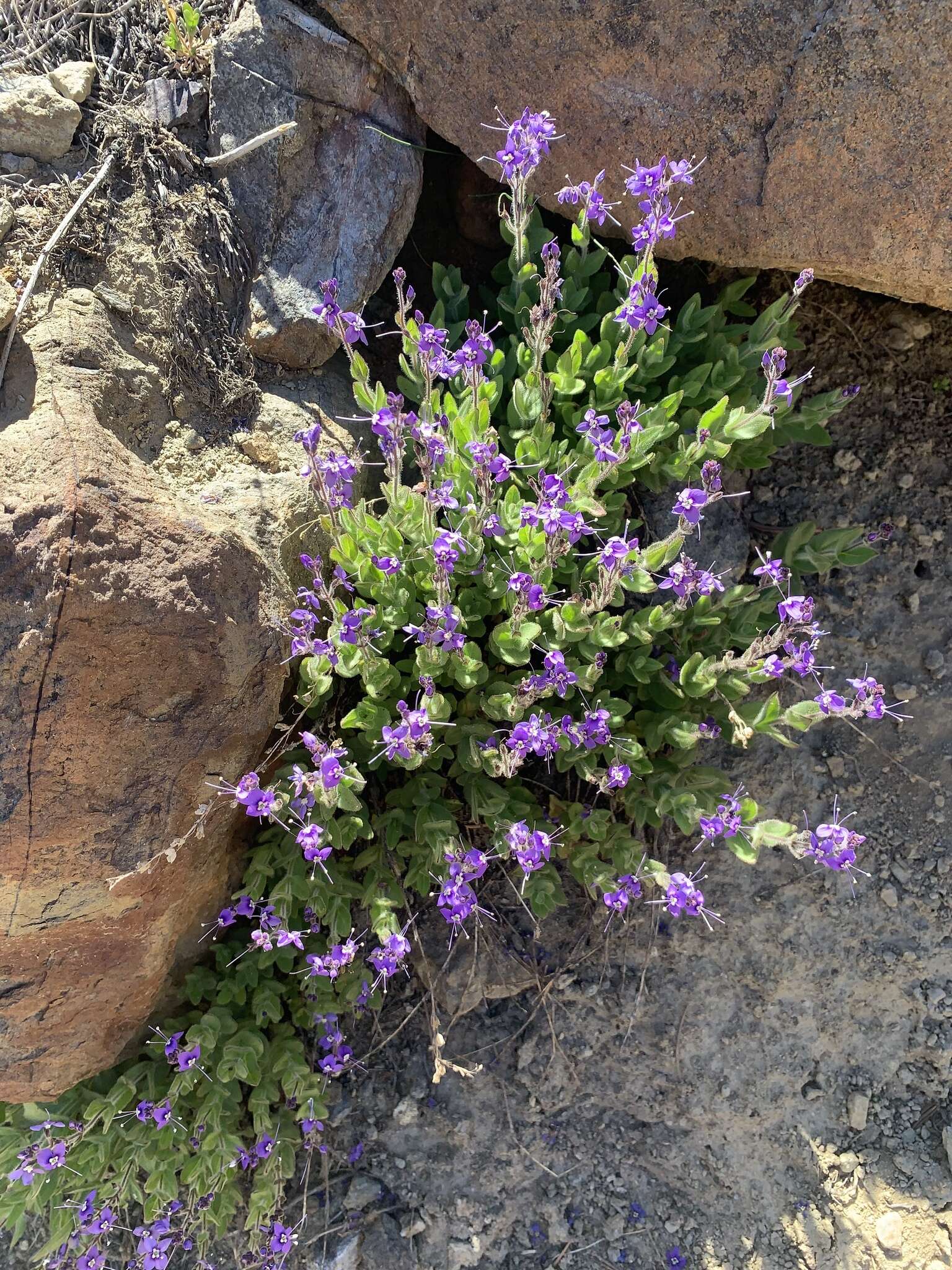 Image of Copeland's speedwell