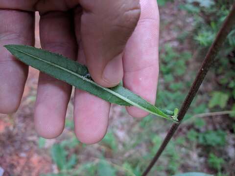 Image of stemless ironweed