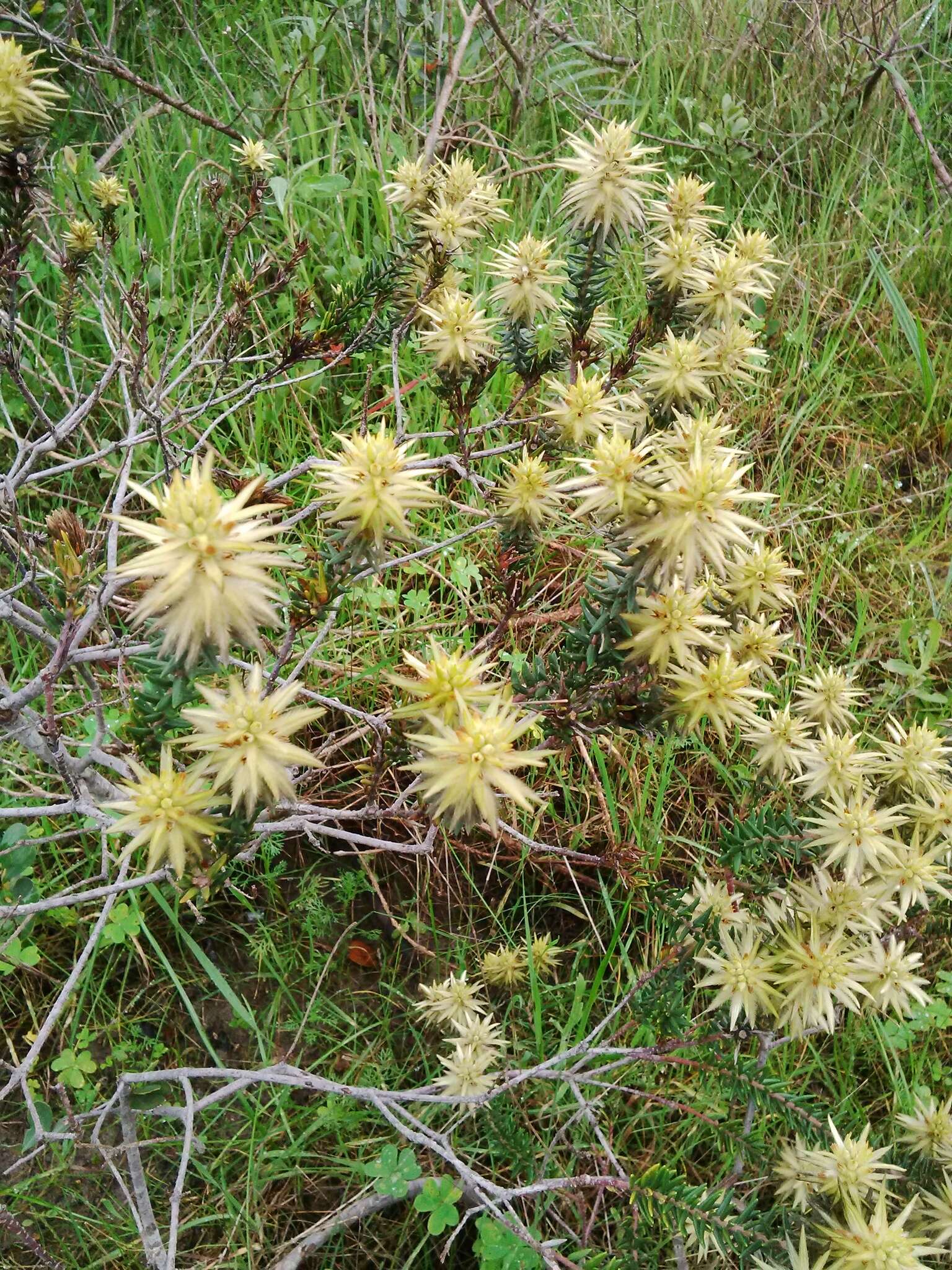 Image of Phylica plumosa var. plumosa