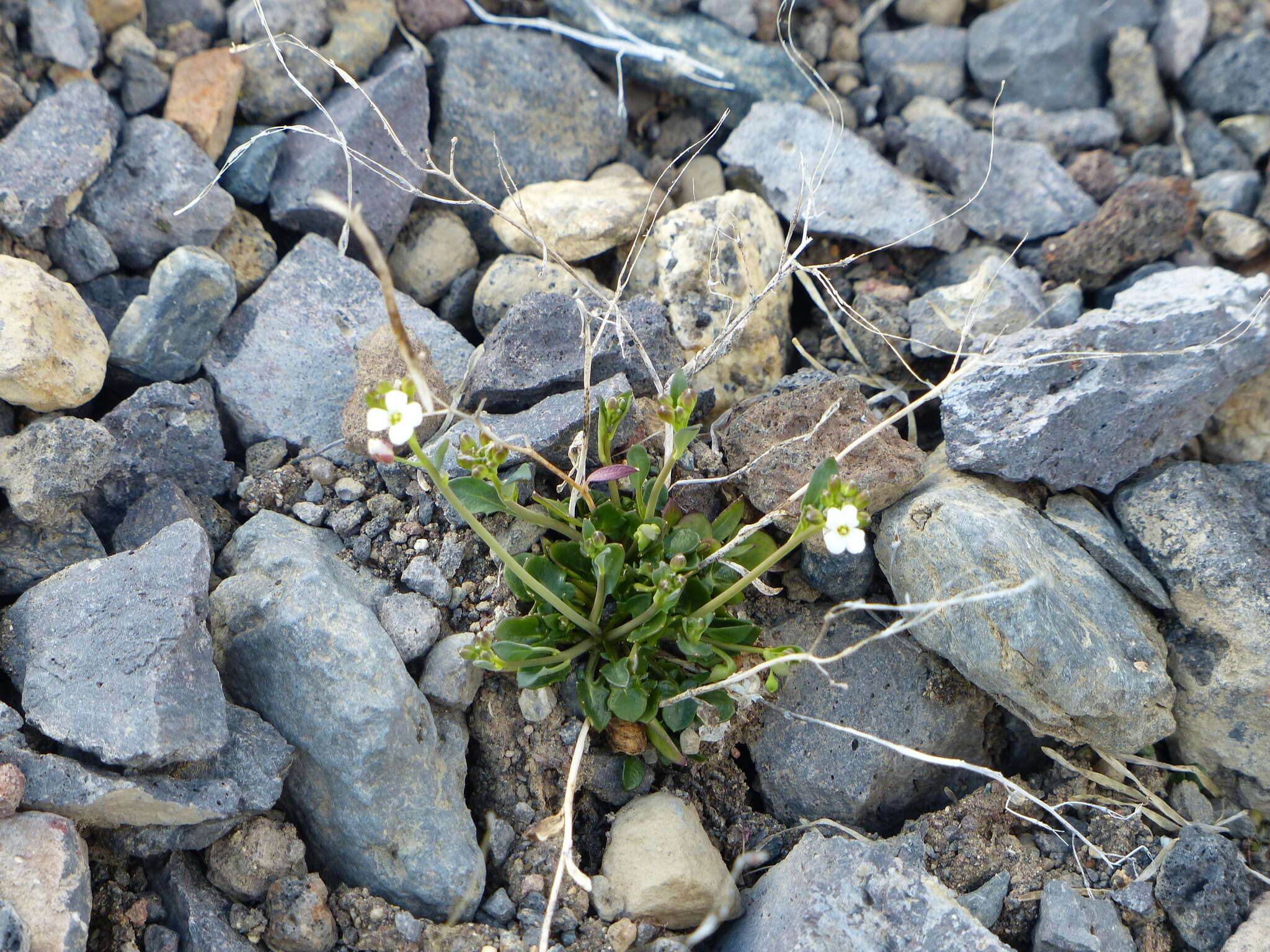 Image of Kamchatka rockcress