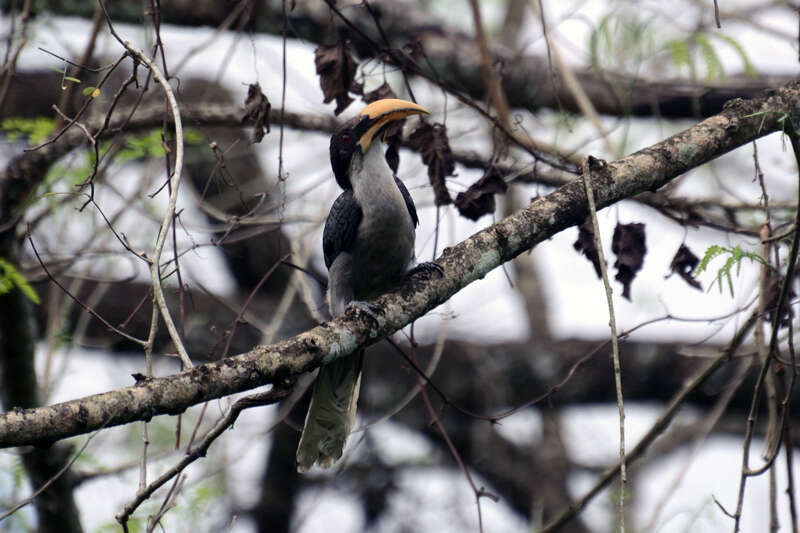 Image of Ceylon Grey-Hornbill