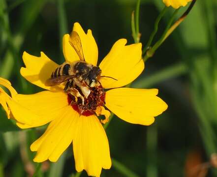 Image of White-footed Leaf-cutter Bee