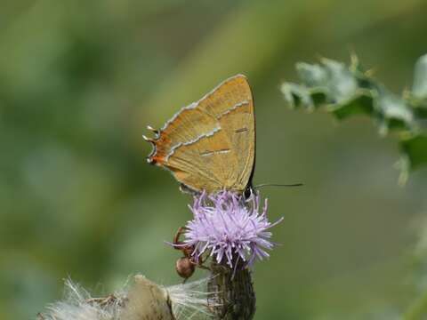 Image of Brown Hairstreak