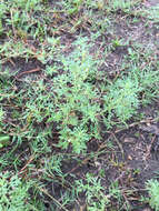 Image of Narrow-Leaf Paleseed