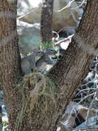 صورة Sciurus arizonensis Coues 1867