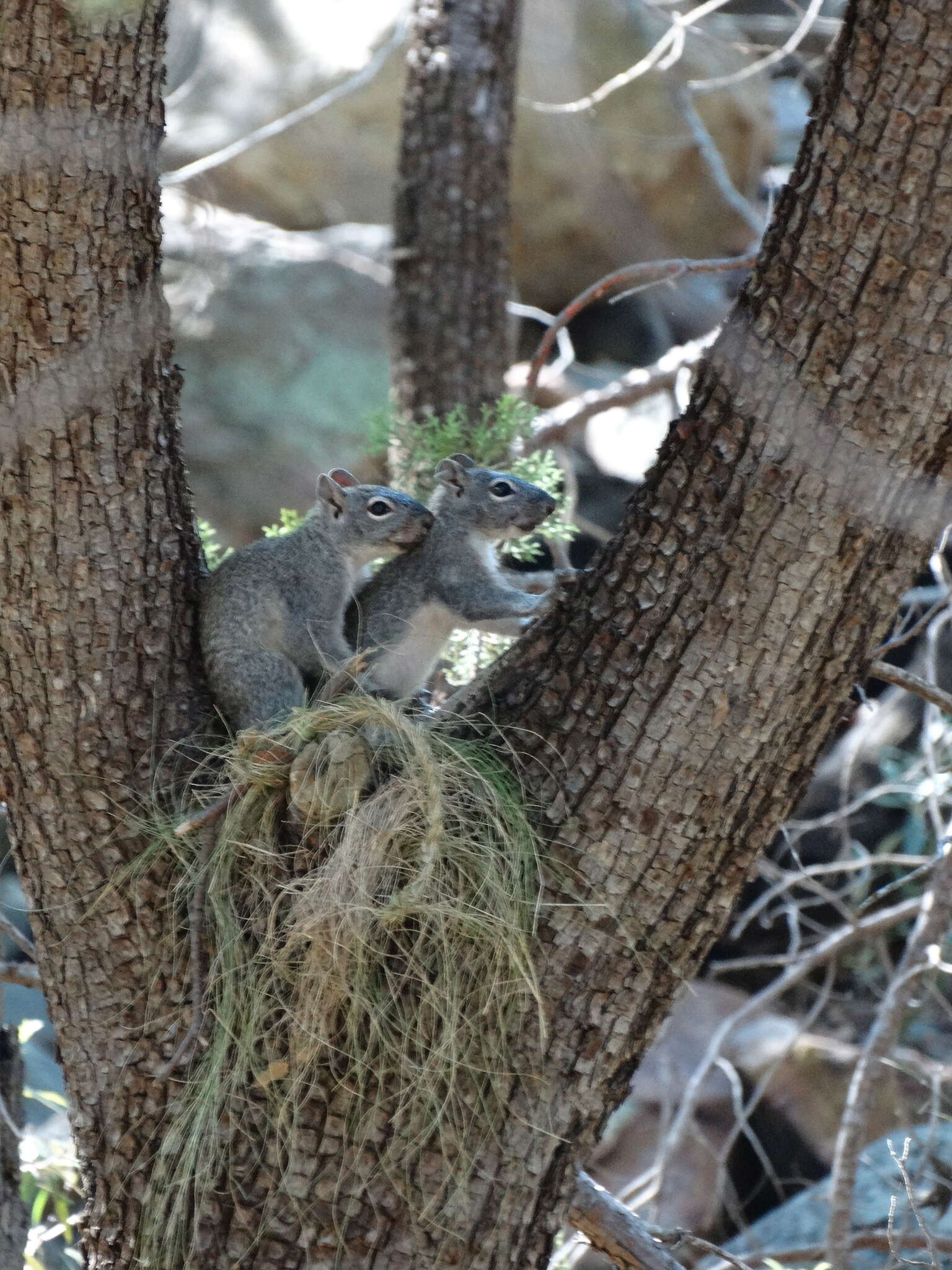 Image of Arizona Gray Squirrel