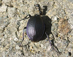 Image of Carabus (Archicarabus) wiedemanni Ménétriés 1836