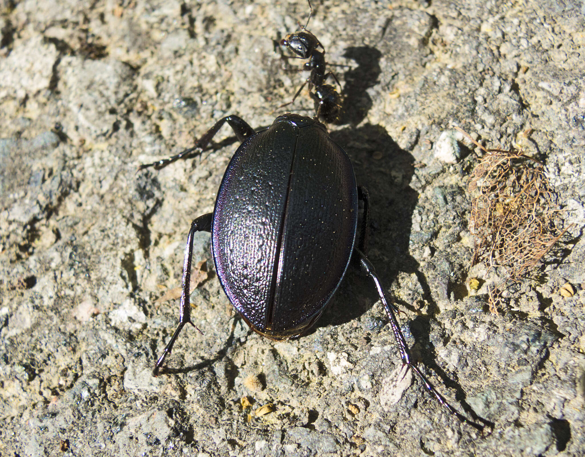 Image of Carabus (Archicarabus) wiedemanni Ménétriés 1836