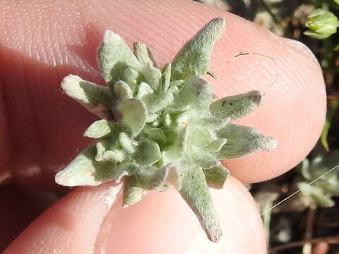 Image of bighead pygmycudweed