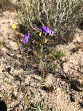 Image of greater yellowthroat gilia