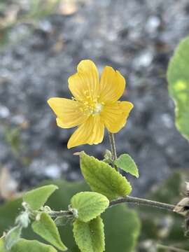 Image of Abutilon lauraster Hochr.