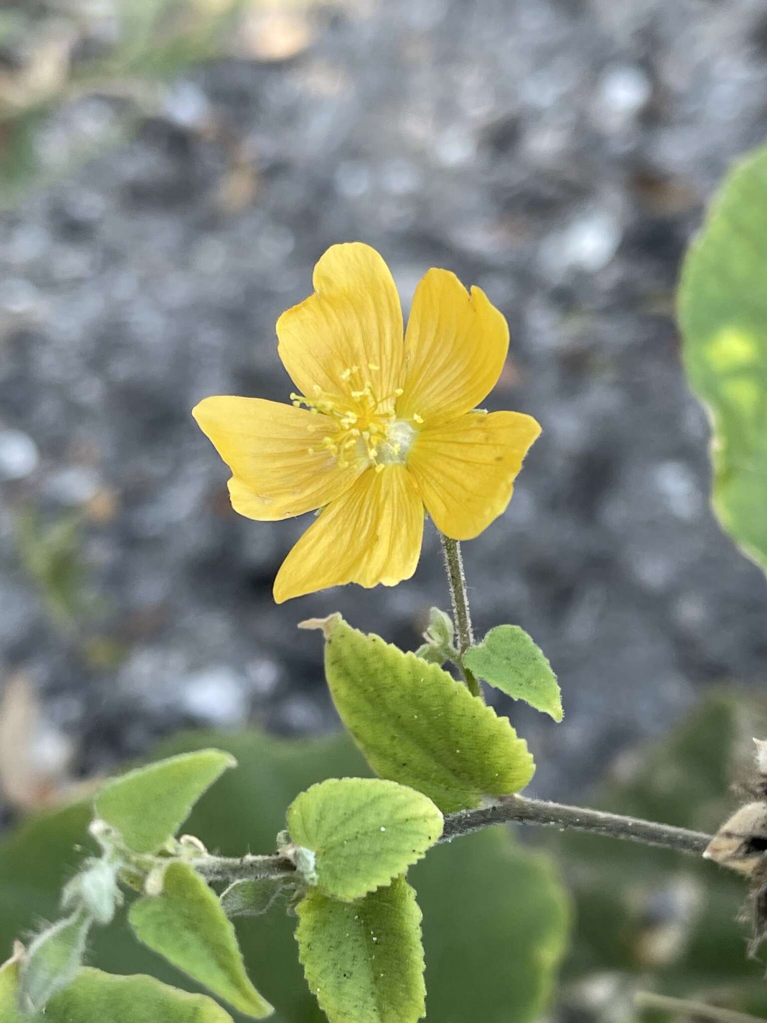 صورة Abutilon lauraster Hochr.