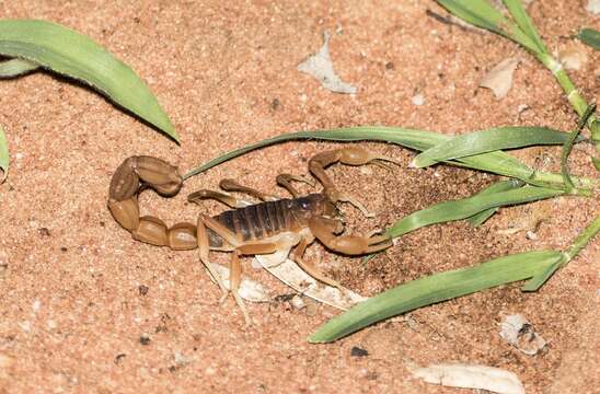 صورة Parabuthus mossambicensis (Peters 1861)