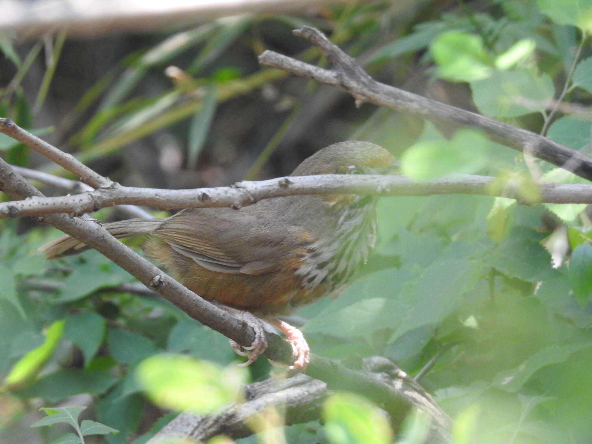 Image of Black-streaked Scimitar Babbler