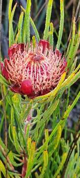 Image of Protea canaliculata Andr.