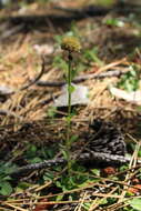 Image of Globularia trichosantha Fischer & C. A. Meyer