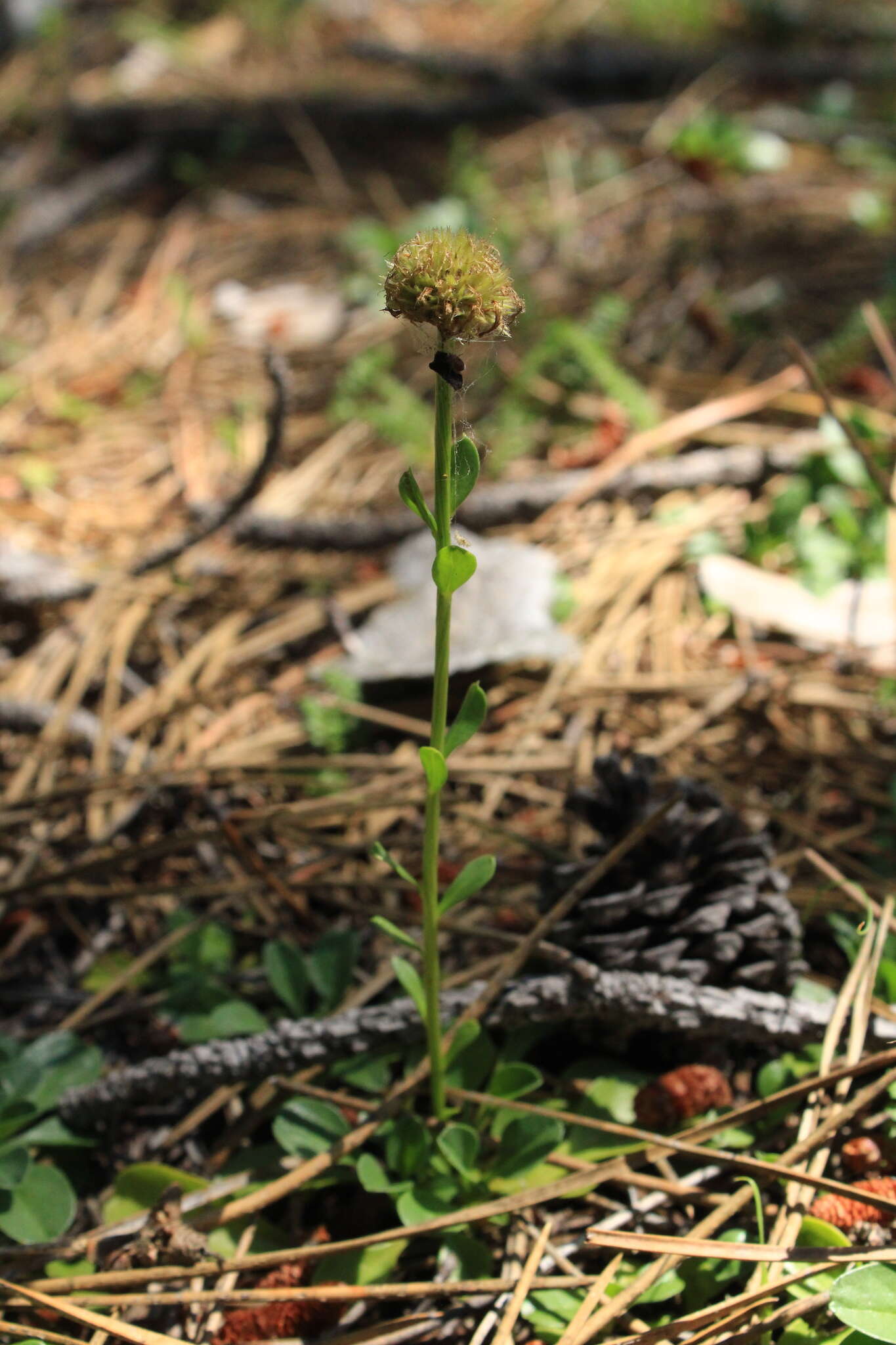 Image of Globularia trichosantha Fischer & C. A. Meyer