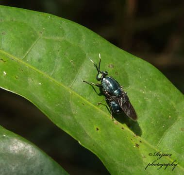 Image of Ptilocera continua Walker 1851