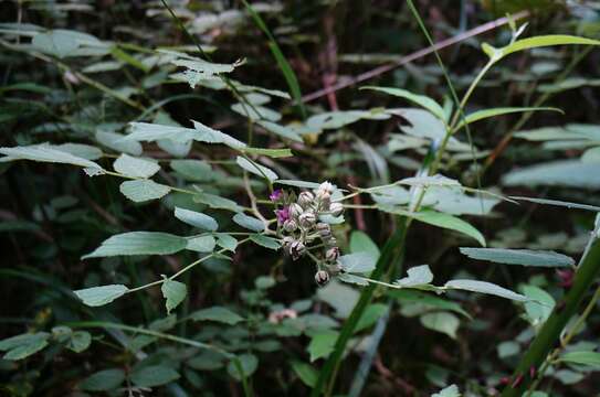 Image of Mysore raspberry