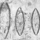 Image of <i>Iconella bifrons</i>