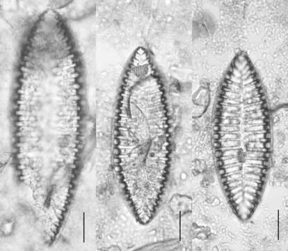 Plancia ëd <i>Iconella bifrons</i>