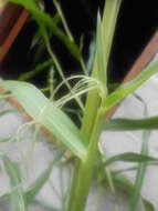 Image of teosinte