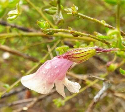 Image of Prostanthera chlorantha (F. Muell.) Benth.