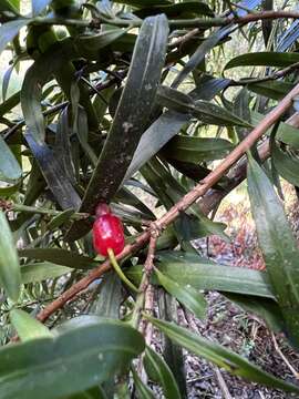 Image of Willow-leaf Podocarp