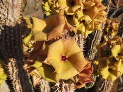 Image of Ceropegia floriparva Bruyns