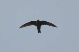 Image of American Black Swift