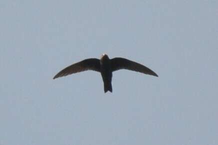 Image of American Black Swift