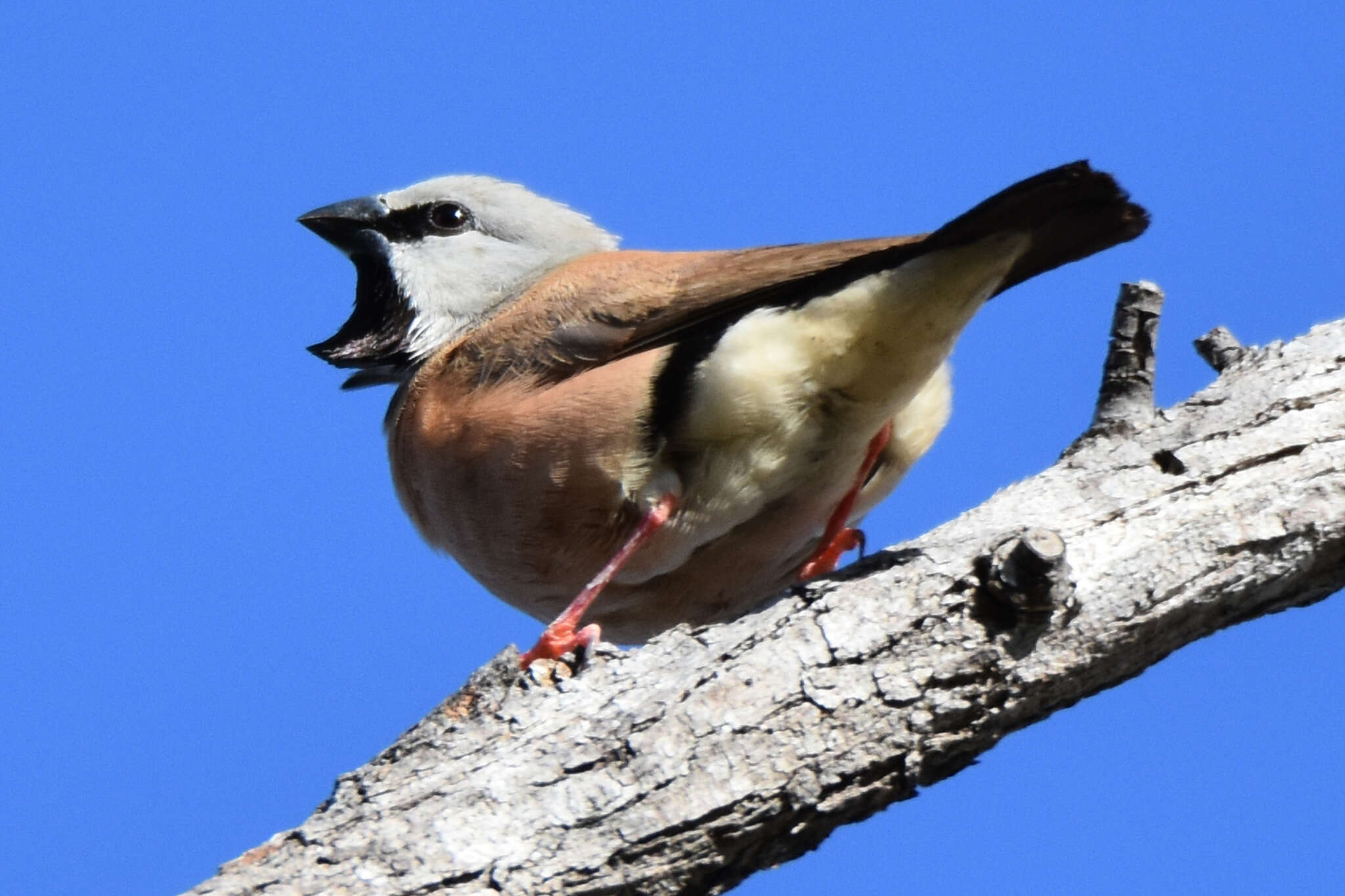 Image of Black-throated Finch