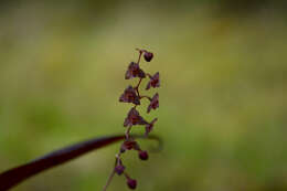 Imagem de Stelis ciliaris Lindl.