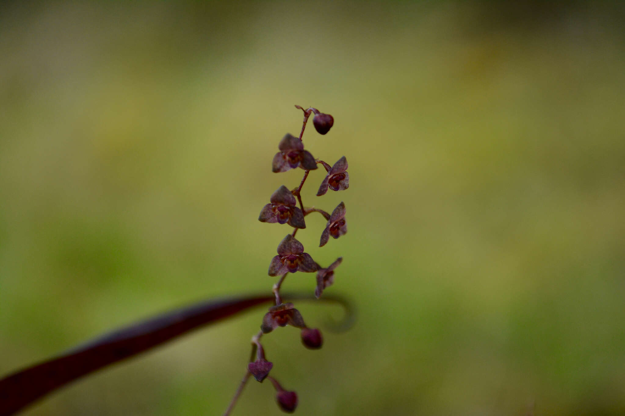 Imagem de Stelis ciliaris Lindl.