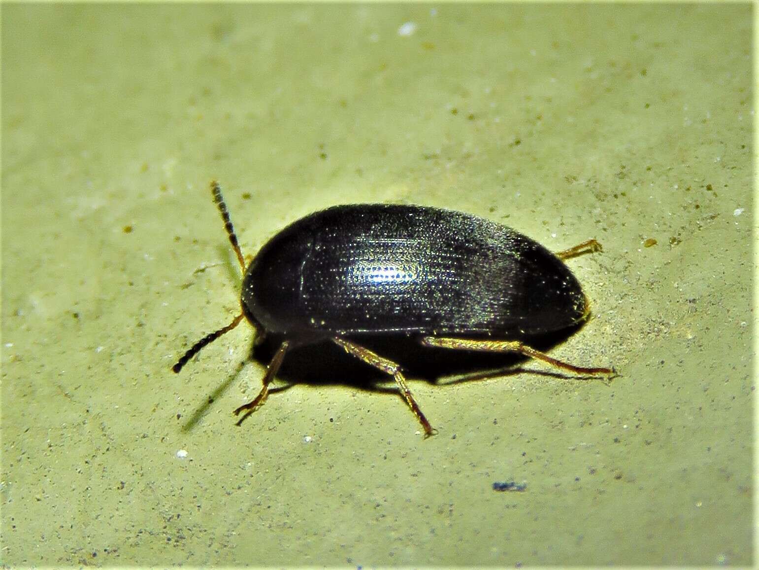 Sivun Eustrophopsis bicolor (Fabricius 1798) kuva