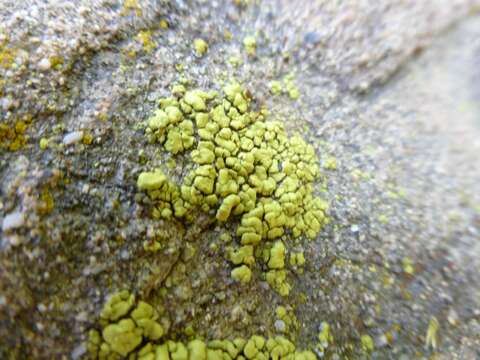 Image of cracked lichen