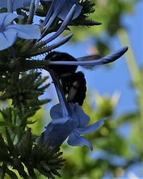 Plancia ëd Xylocopa tabaniformis melanura Cockerell 1918