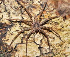 Image of Heteropoda binnaburra Davies 1994