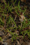 Image of Roepera angustifolia (H. Eichler) Beier & Thulin