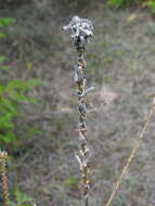 Image of White Pine Sawfly