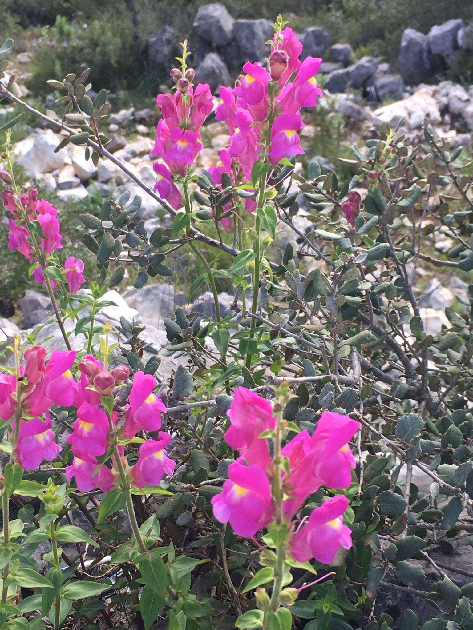 صورة Antirrhinum linkianum Boiss. & Reuter