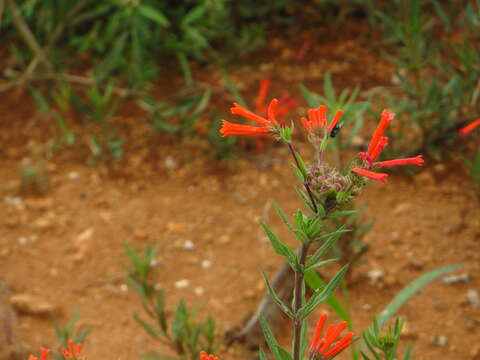 Image of bouvardia