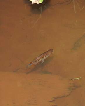 Image of Glass tetra