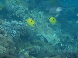 Image of Indian Teardrop Butterflyfish