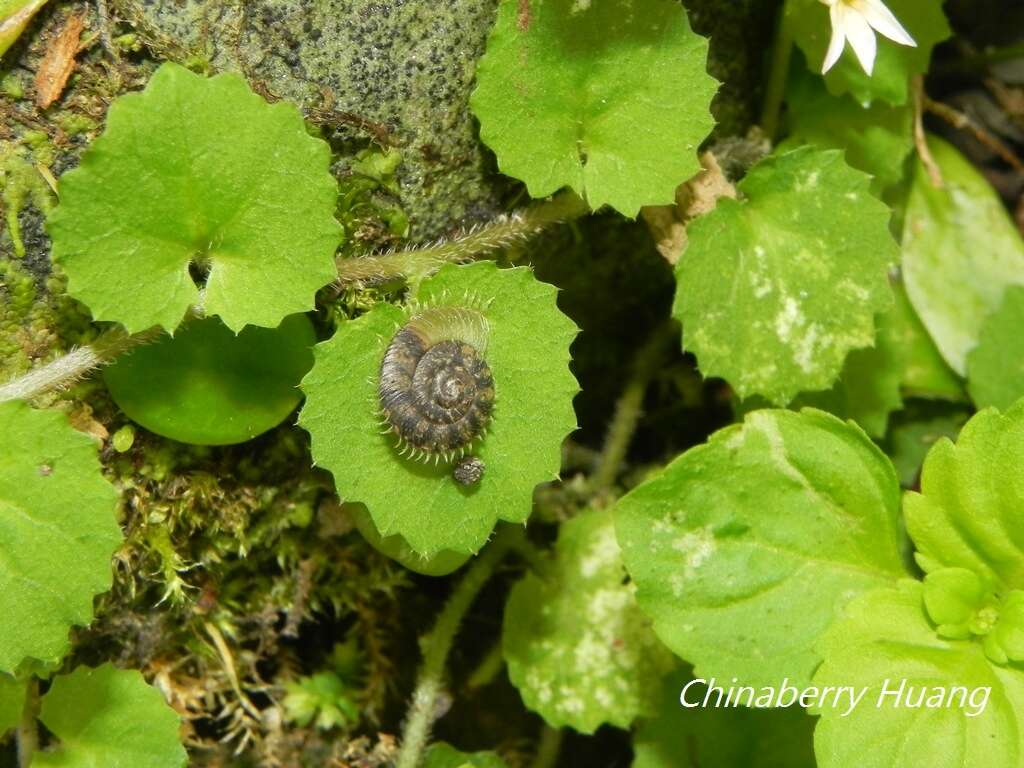 Plancia ëd Plectotropis mackensii