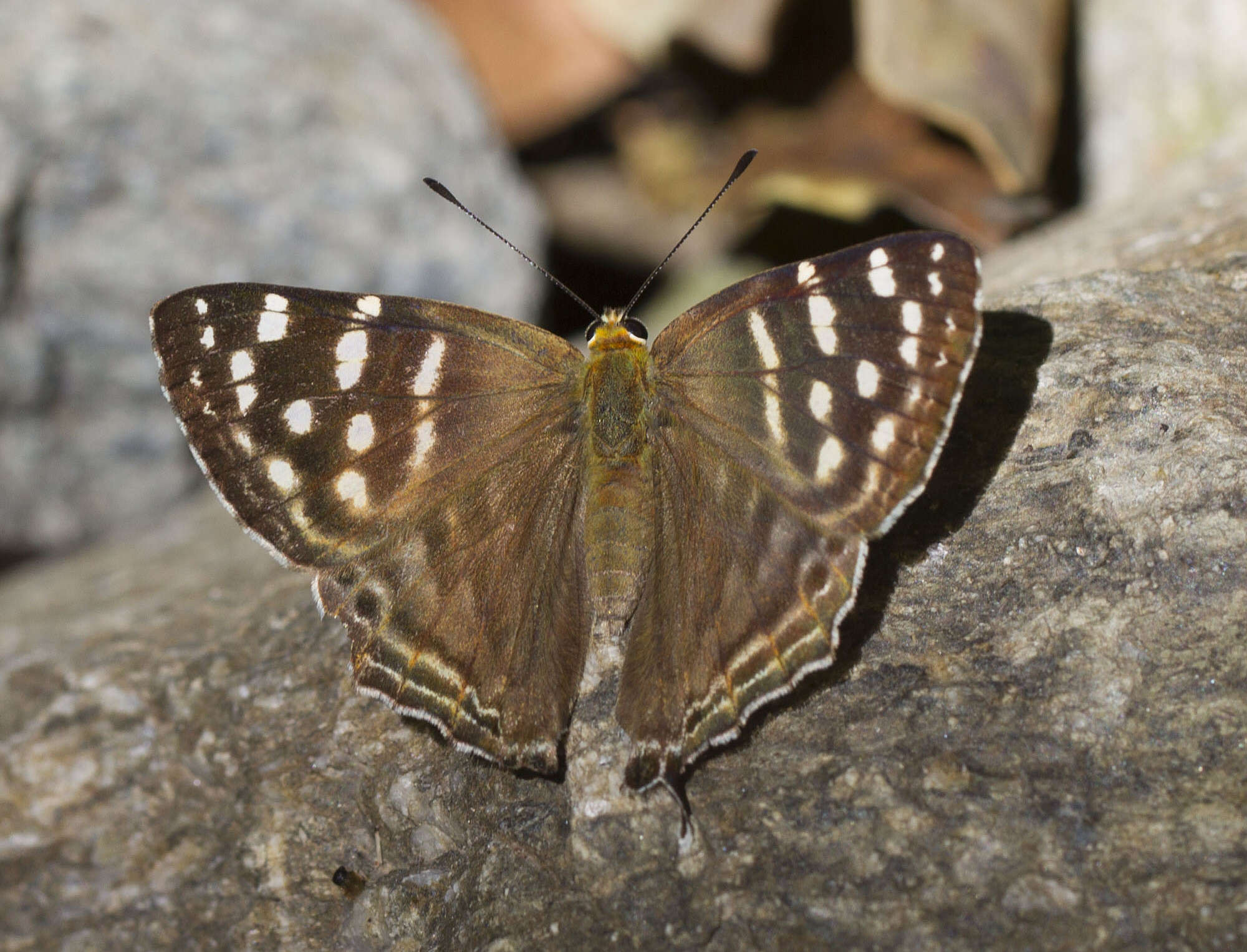 Image of Tailed Punch