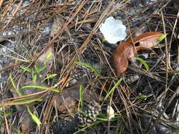 Image de Stylisma patens subsp. angustifolia (Nash) Myint